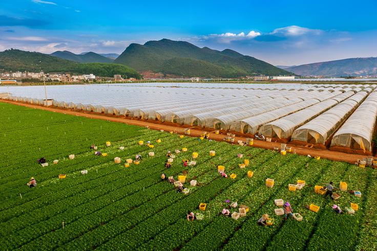 云南高原大山里的环保农业生产基地生产的绿色食品蔬菜.