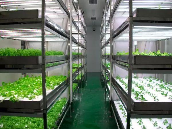 植物工厂:未来农业方向,蔬菜好吃但难卖