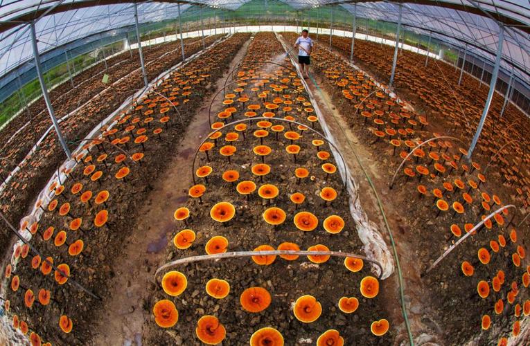 目前,"网上农博"—龙泉主页已经有23家农业生产经营主体的110款农产品